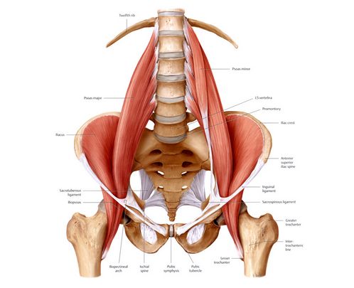 Psoas: Spier van de ziel