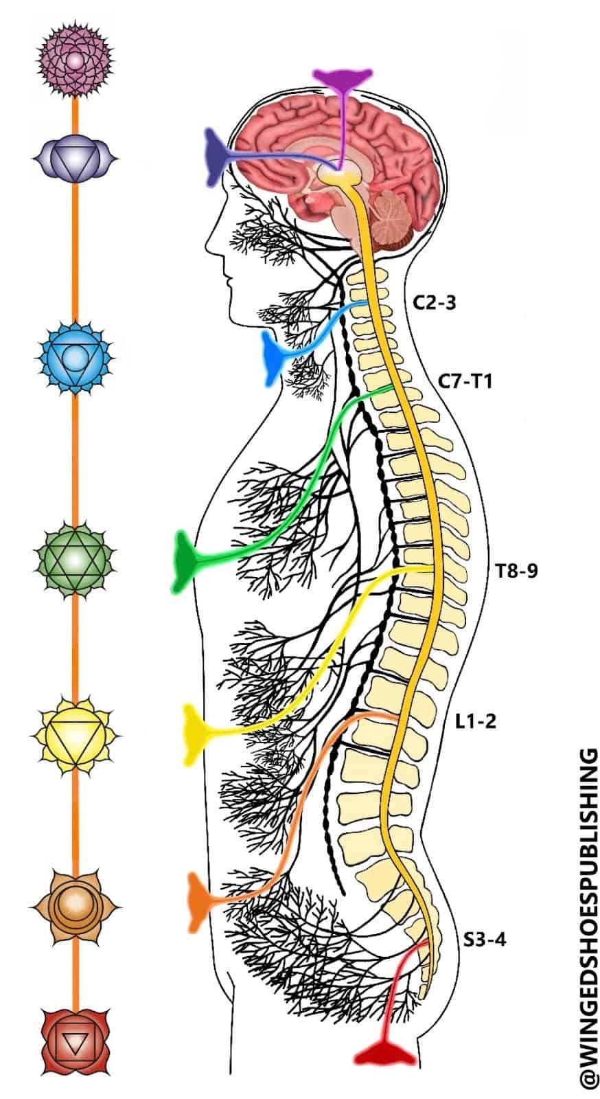 Diagram van chakra's en zenuwstelsel voor Kundalini-energie.